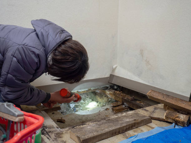 Best Real Estate Mold Inspection  in Frankfort Square, IL