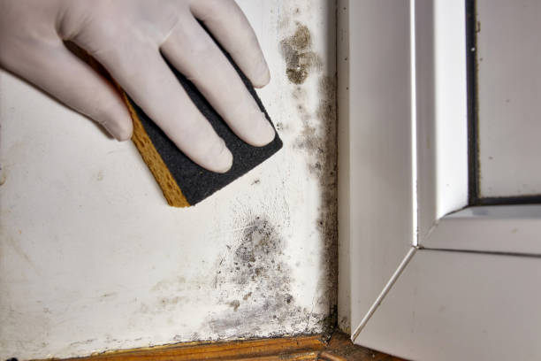 Best Mold Damage Restoration  in Frankfort Square, IL
