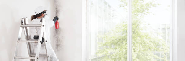 Best Attic Mold Removal  in Frankfort Square, IL