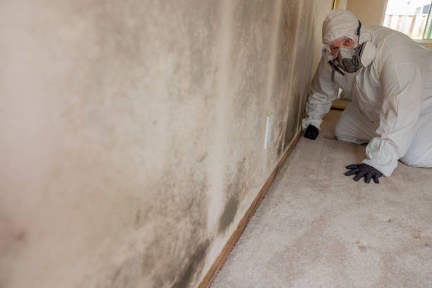 Trusted Frankfort Square, IL Mold Removal Experts